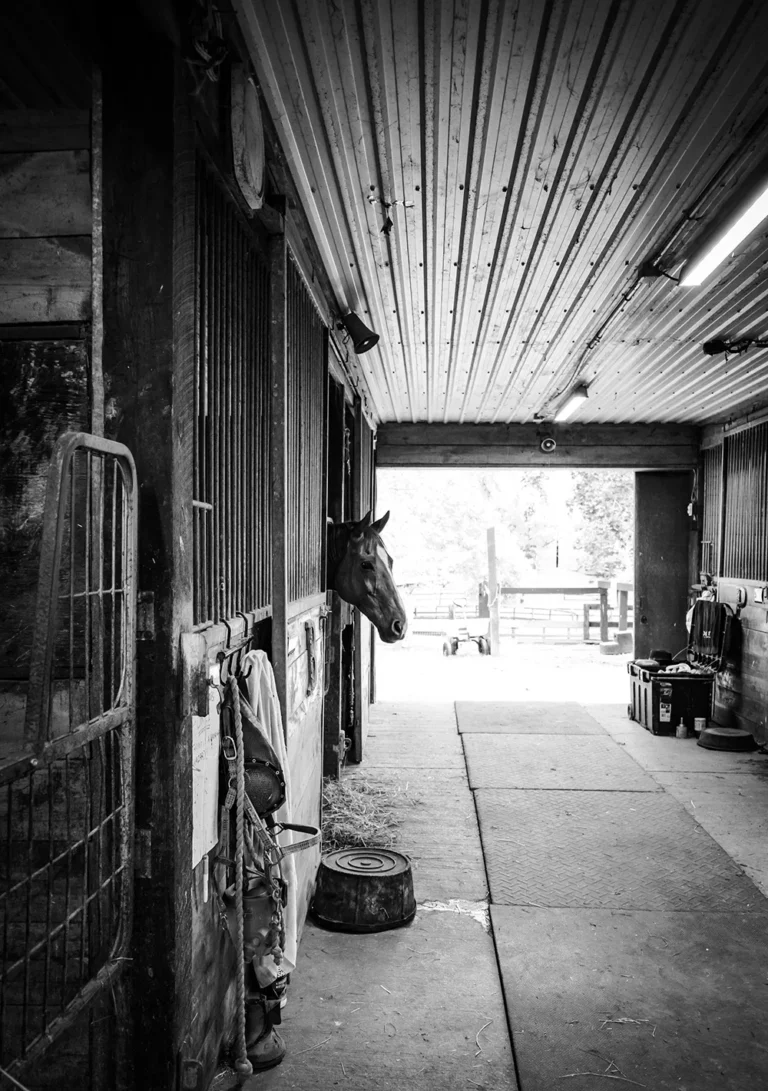 image of a stable block with tack and a horse